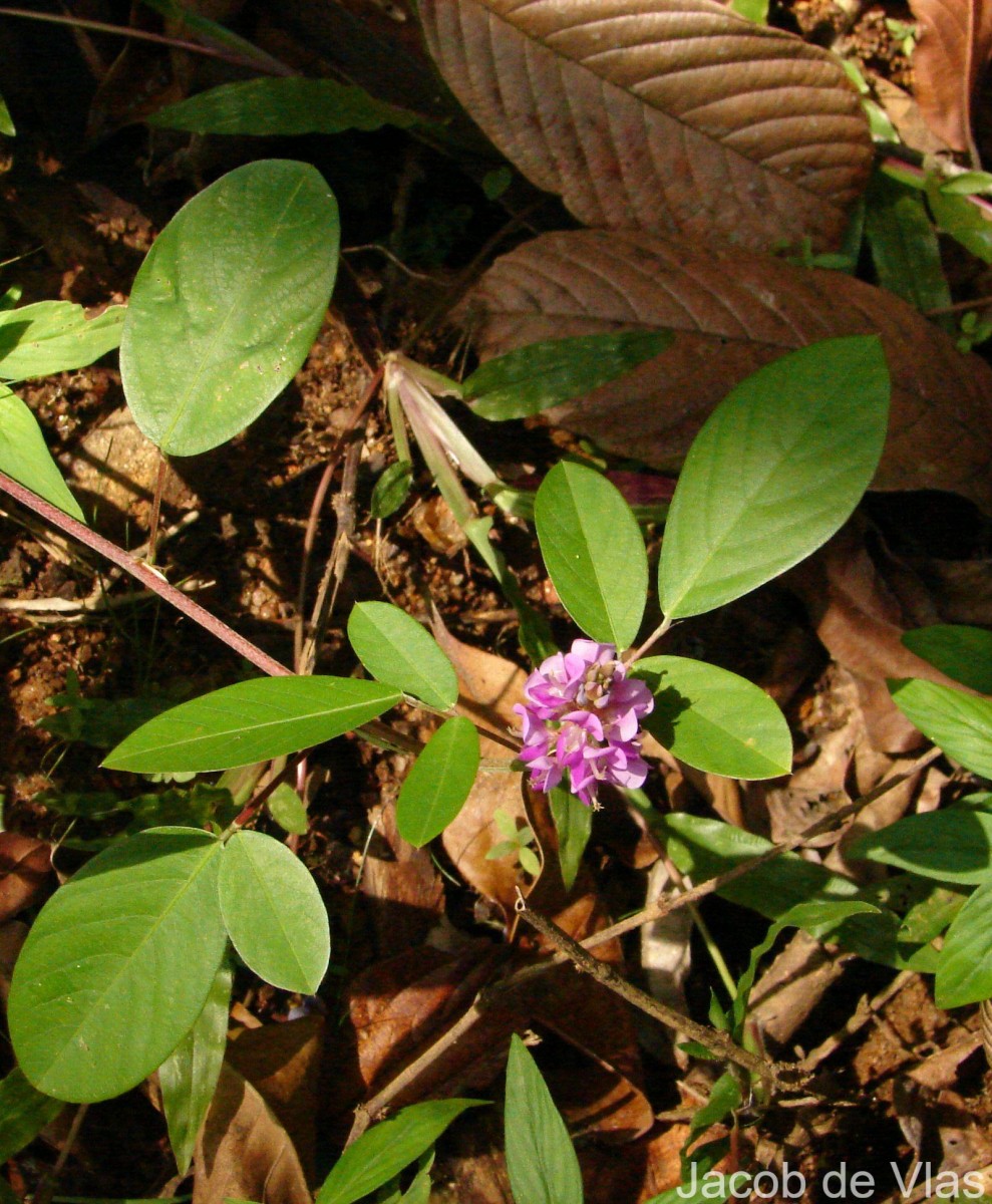 Grona heterocarpa var. heterocarpa (L.) H.Ohashi & K.Ohashi